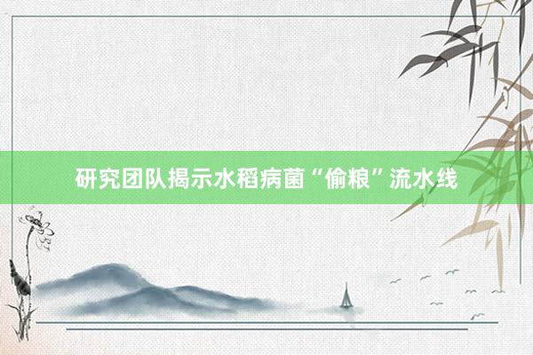 研究团队揭示水稻病菌“偷粮”流水线