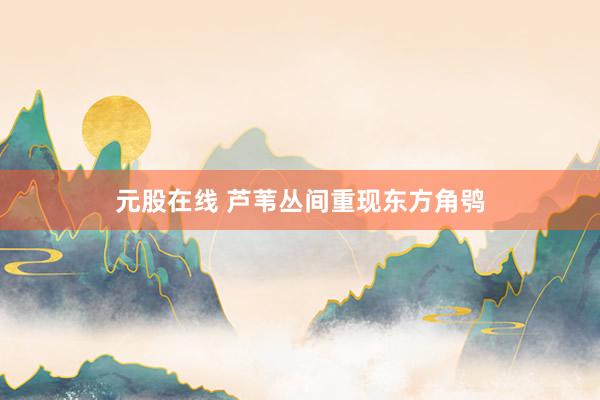 元股在线 芦苇丛间重现东方角鸮